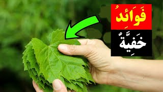 فوائد ورق العنب  -  فوائد خفية لضغط الدم والكوليسترول وتقوية الدم وتحسين الدورة الدموية!