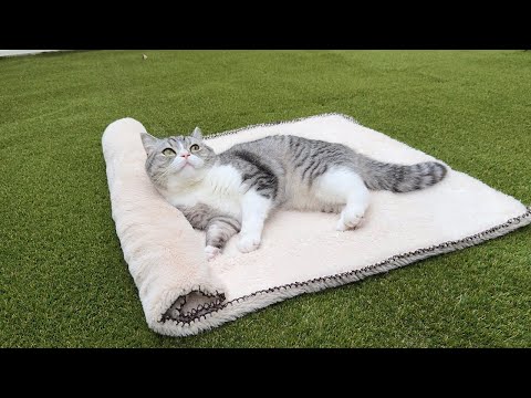 庭にお布団敷いてみたら気持ち良すぎて帰ってこなくなっちゃった猫がこちらですw