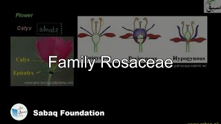 Family Rosaceae