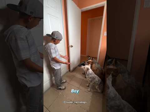 इस लड़के ने अपने सभी Dogs के साथ लुकाछिपी खेल खेला 😍