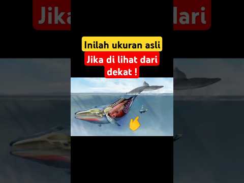 Inilah ukuran asli yang gak di sangka-sangka part-2 ! #shorts #scrollterushd
