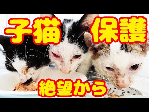 【子猫生きて】保護した時にこんな運命的な出逢いが起きるとは・・・ ボランティアさん号泣の理由とは？