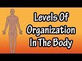 Exploring the Levels of Organization in the Human Body