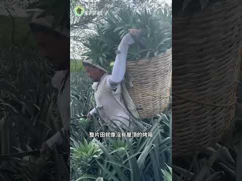 墨西哥工人摘菠蘿,為何把筐頂在頭上?