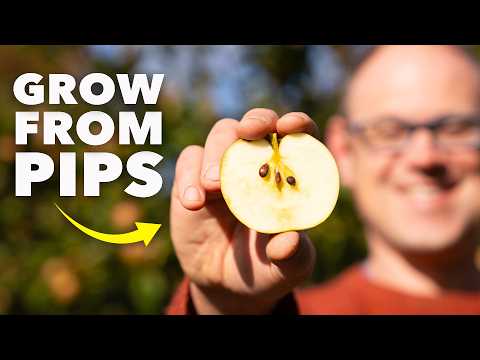 How to Grow an Apple Tree from a Pip