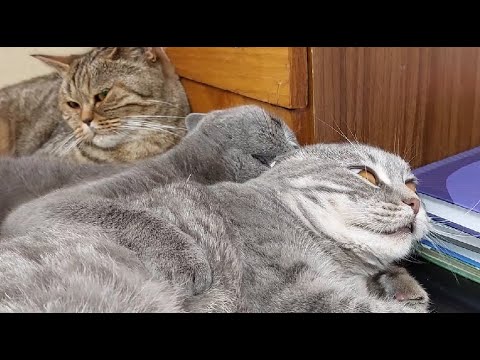 🐱КОШАЧЬЕ БРАТСТВО!!