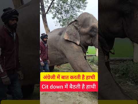 हाथी अंग्रेजी भाषा को समझती है #viralhathi #viralvideo #facts #youtubeshorts #vairalreels #shorts