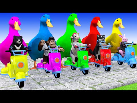 5 Giant Duck Cartoon,Cow,Lion,Tiger,Pig,Dog,Paint Wild Animals Crossing Fountain Animation