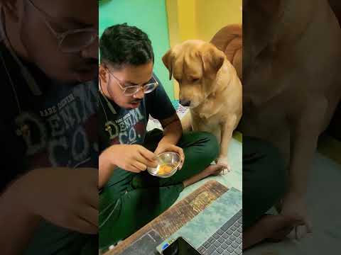 #music #song #bollywood #love #newsong #doglover #dog #labrador #petlover #viral #shorts #trending