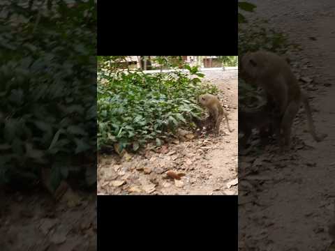 Wildlife monkey in Mohanokor troop #animallife #monkey #wildlife #babyanimal