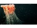 Deep Ocean Exploration and Marine Life