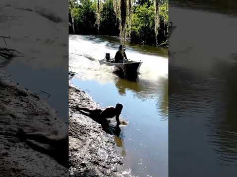 These things are everywhere you go in Florida! 🐊😂 #florida #alligator #animals #fyp