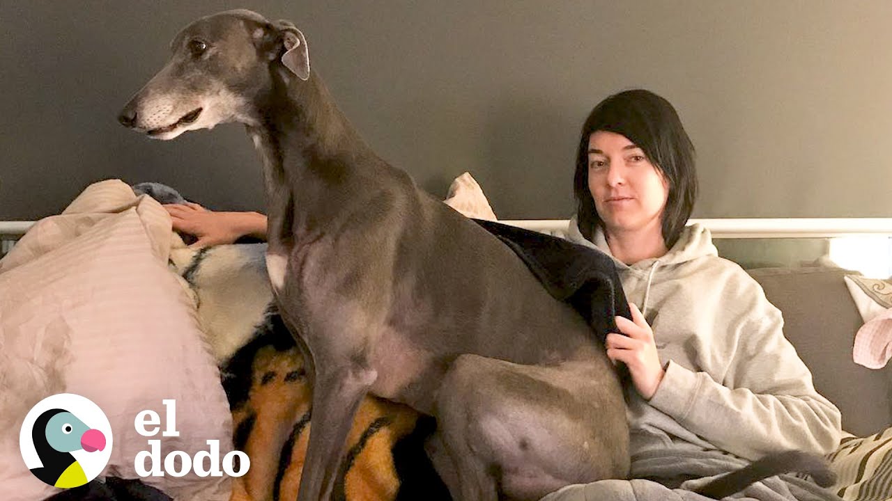 Galgo que nadie quería adoptar encuentra a la mamá perfecta