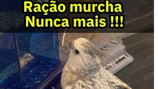 RAÇÃO MURCHA NUNCA MAIS #CALOPSITA