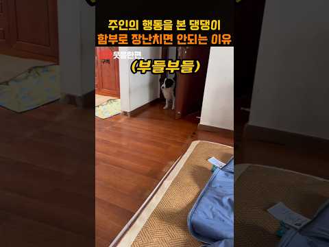 주인의 행동을 본 댕댕이 함부로 장난치면 안되는 이유