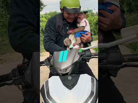 The little monkey ran back and hugged his father, very touched.#cutemonkey #monkey #monkeysmart