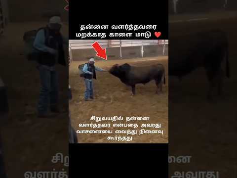 வளர்த்தவரை மறக்காத காளை🐂 #shorts #animals #trending