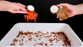 ARAÑA ROBÓTICA CON UN COCO EN LA CABEZA Y 1000 CUCARACHAS