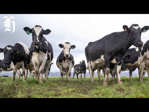 YouTube video thumbnail: New ‘Cow Capsule’ Targets Methane