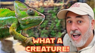 This Chameleon Is an absolute Beauty🦎*