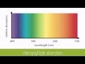 Exploring Leaf Pigments and Their Role in Photosynthesis