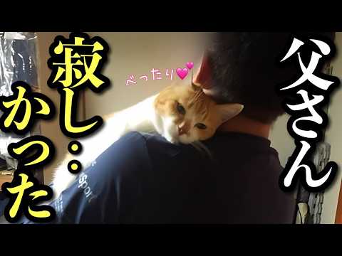 【父が旅行へ】待ってたよ!ツンデレ猫の反応が可愛すぎた