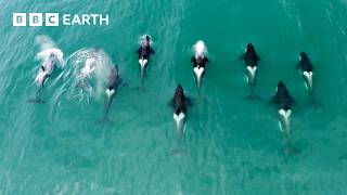 Fascinating Orca Moments | BBC Earth
