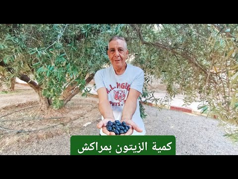 حوار مع أحمد السملالي عن الزيتون بمراكش