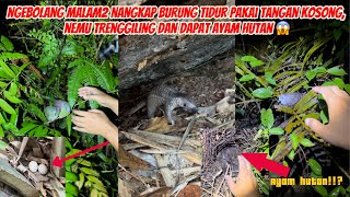 4 Hari Berburu Siang Dan Malam Nangkap Burung Tidur, Jumpa Trenggiling, Dan Dapat Ayam Hutan 😱