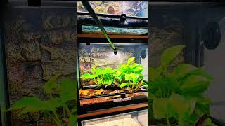 Rattlesnake Bite Q&A