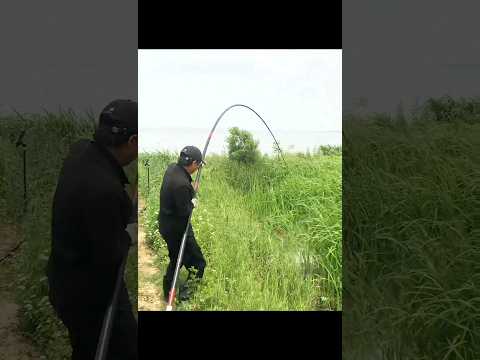 kéo cong cần câu luôn #fishing #fish