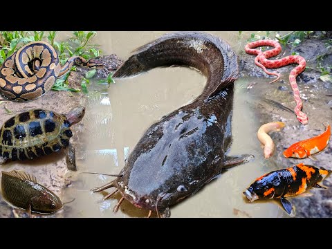 Mancing ikan lele besar dalam lubang ada banyak ikan hias, gurame, ikan gabus, belut, kura kura