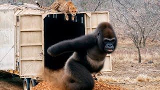 Craziest Animal Fights of All Time!