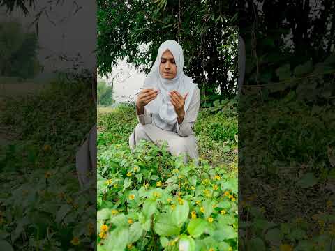 যে ফুল দেয় ইলেকট্রিক শক, সারায় ব্যাথাও! Umma Kulsum Popi