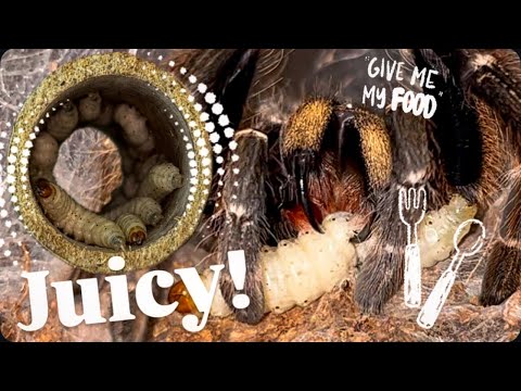 Super HUNGRY tarantulas SMACK juicy BAMBOO GRUBS !!!