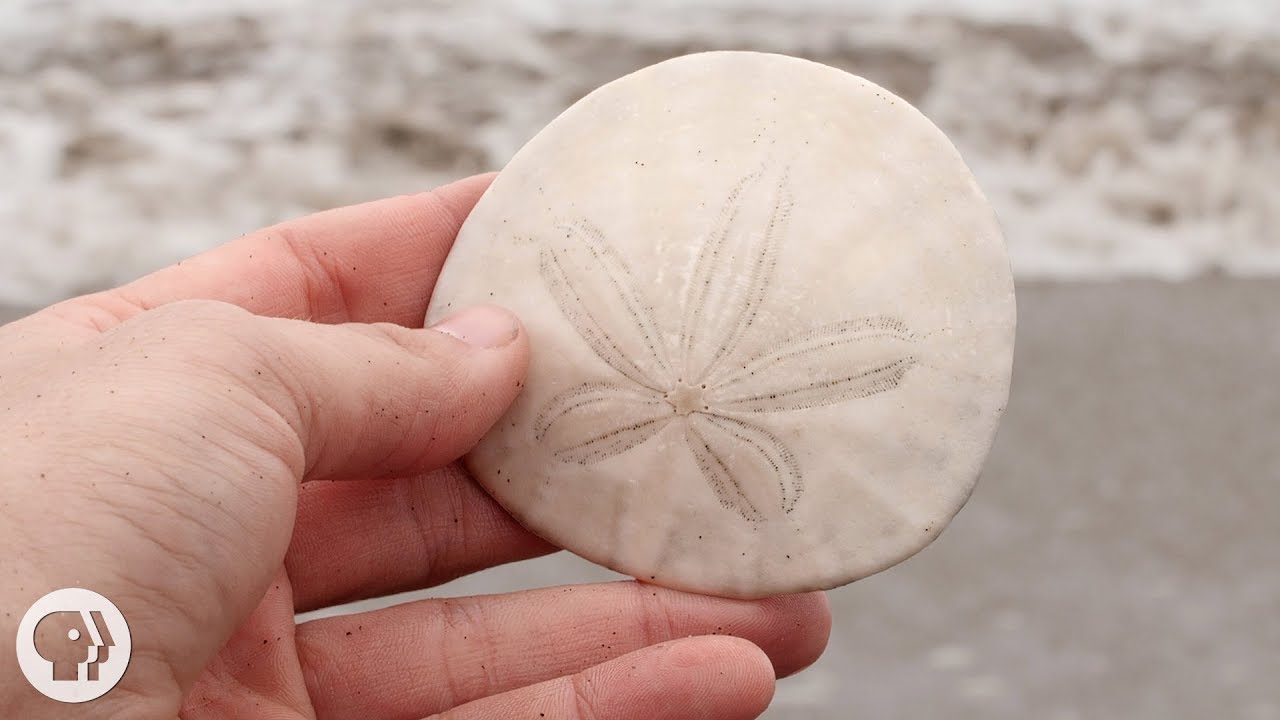 A Sand Dollar's Breakfast is Totally Metal