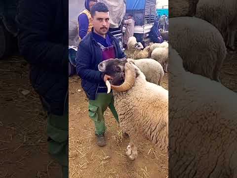 اكبر حولي اليوم من سوق اربعاء مكناس