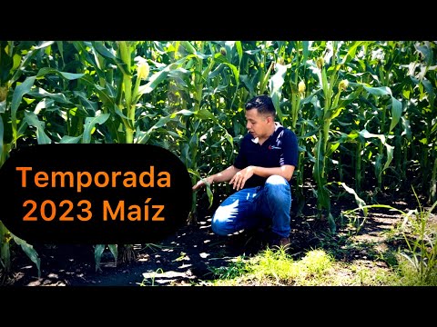 Cultivo de maíz temporada 2023. Todo un reto en la producción de maíz 🌽. Generalidades