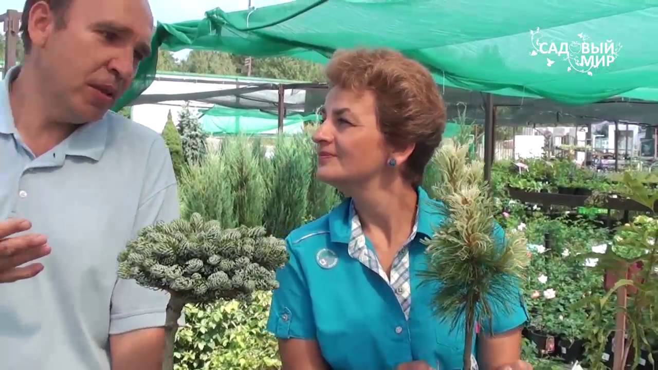 Хвойные растения для сада Хвойные новинки от А Верещак