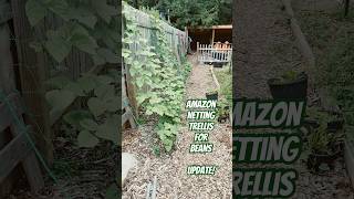 Amazon netting trellis for beans - update #backyardgardening #trellis#homesteading