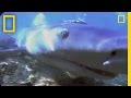 Understanding Bull Sharks