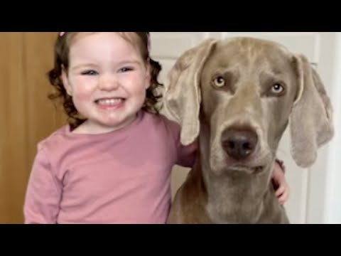 Dog is sweetest friend to little girl