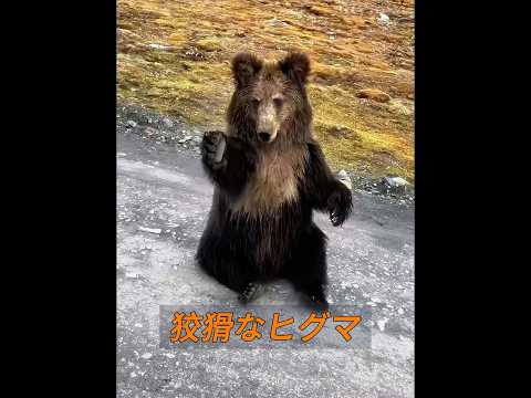ヒグマを簡単に信用してはいけません！ #animals #動物プロダクション #動物