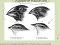 Adaptive Radiation and Succession Concepts