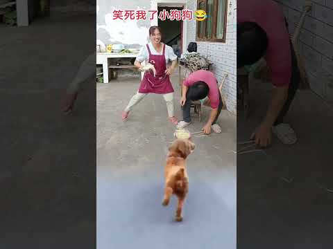 It's my puppy to see me. Dogs are the most loyal friends of human beings. Please treat them well
