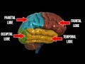Brain Lobes and Their Functions