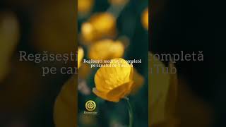 🌙 Meditație în Tăcere | Liniște, Pace și Armonie Interioară