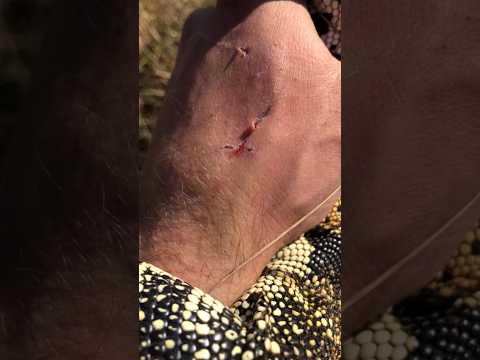 Huge LIZARD sunk its claws into me! #shorts