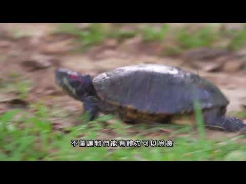 P64影片 變溫動物 wmv - YouTube