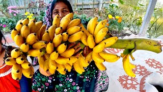 গ্রামে গাছ পাকা কলার বরফি রেসিপি Fresh Banana Borfi Recipe VILLAGE FOOD Bengali Dessert Halua Recipe